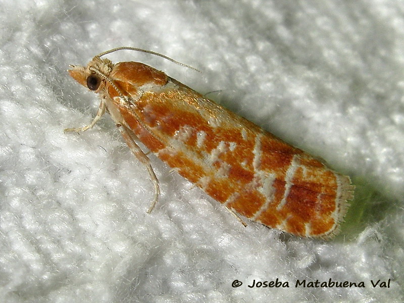 Rhyacionia buoliana - Tortricidae